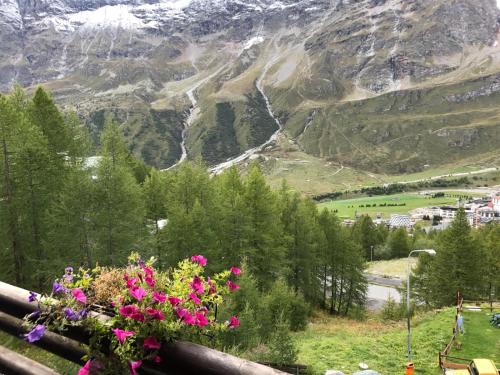 vistas a una montaña con flores rosas sobre una barandilla en CERVINIA - Appartamento direttamente sulle piste, vista unica sul Cervino, en Breuil-Cervinia