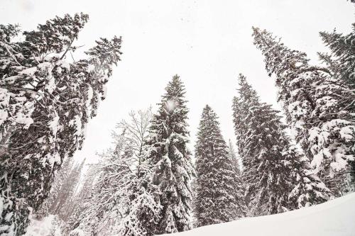 德拉格布拉特Янтри的一群松树被雪覆盖