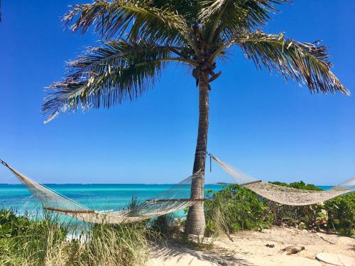 Sandyport Beach Resort في ناسو: أرجوحة معلقة من نخلة على شاطئ