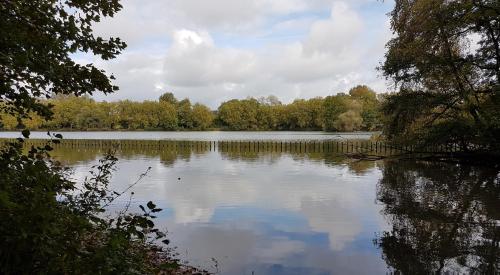 a view of a lake with trees in the background at Nena Guesthouse in Leuven