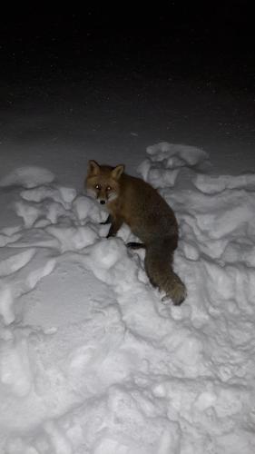 Το Snowhite Jahorina τον χειμώνα