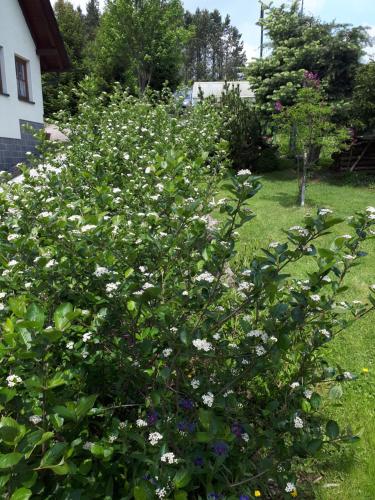 En trädgård utanför Ferienwohnung Aronia Garten