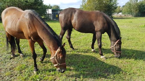 Twee paarden eten gras in een veld. bij Hotel & Restauracja Okrąglak in Chęciny