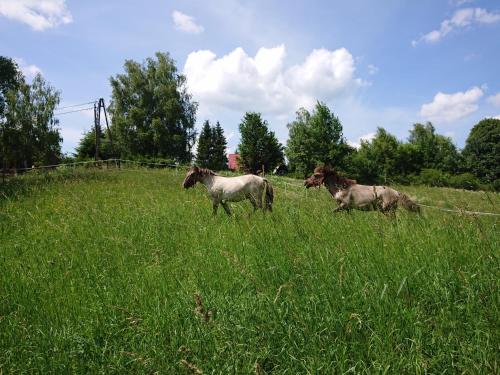 due cavalli che corrono in un prato di Cudne Manowce a Wetlina