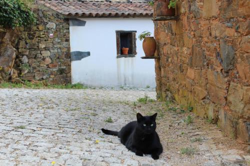 een zwarte kat naast een stenen muur bij Vilar dos Condes in Madeirã