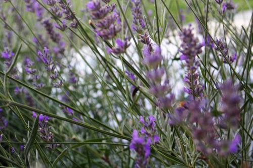 een bos paarse bloemen in een veld bij Apartments Morje in Umag