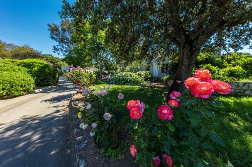 een groep roze rozen in een tuin met een boom bij Residence Club Marina Viva in Porticcio