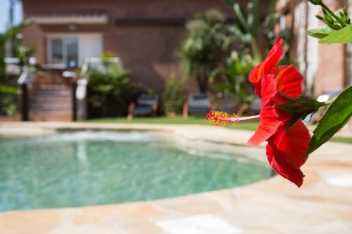 uma flor vermelha ao lado de uma piscina em Rambla de Marisol Apartments em Castelldefels