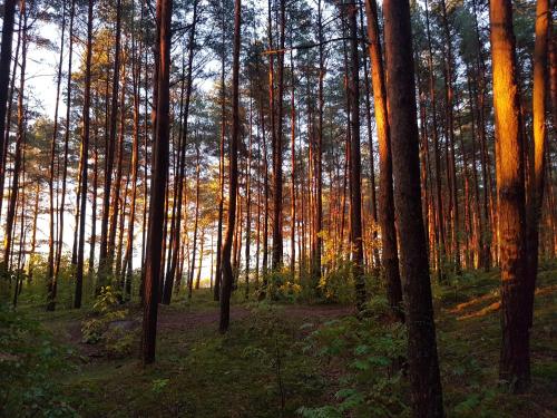 Ein Wald voller Bäume, durch den die Sonne scheint in der Unterkunft Small resort Pini & SPA in Jūrmala