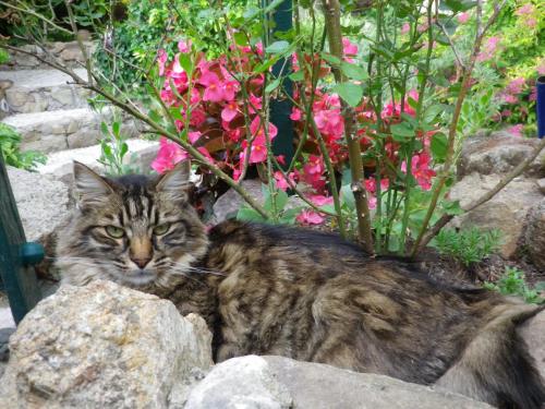 a cat laying on some rocks next to some flowers at Chez Catherine in Roquebrune-sur-Argens