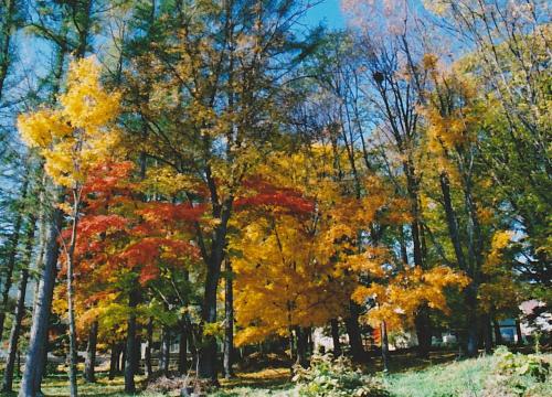 un gruppo di alberi con foglie gialle e arancioni di Cottage Morino Nakamatachi a Furano