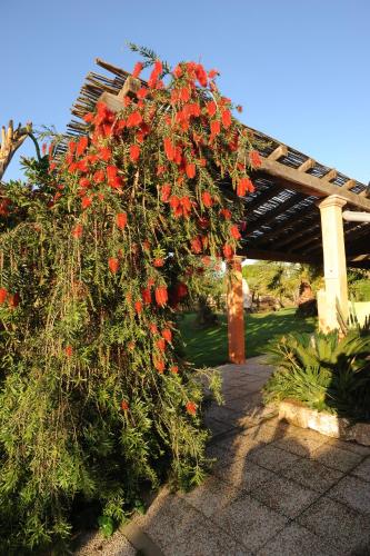 un cespuglio fiorito con fiori rossi di fronte a un pergolato di La Fontana Dei Desideri ad Alghero