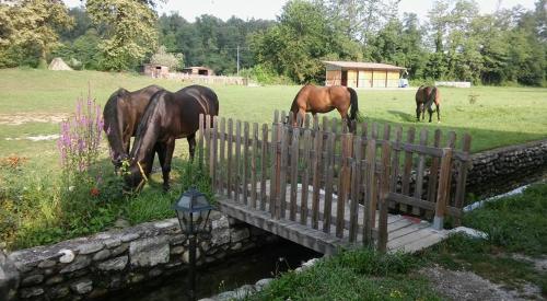 Živali poleg turistične kmetije oz. v okolici