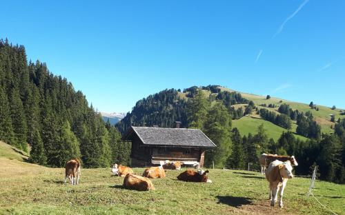 a group of cows laying in a field in front of a barn at Kompatscherhof in Castelrotto