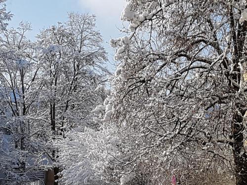 een groep bomen bedekt met sneeuw bij Staś -przy szkole nr 3 w Skawie in Skawa