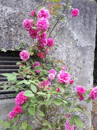 un montón de rosas rosas creciendo junto a una pared en Conways B&B, en Claremorris