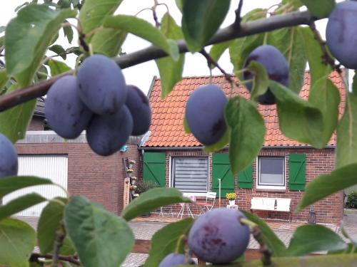 Градина пред Gemütliches Häuschen im Alten Land