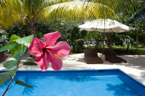 eine rosa Blume neben einem Pool in der Unterkunft Sotavento Hotel & Yacht Club in Cancún