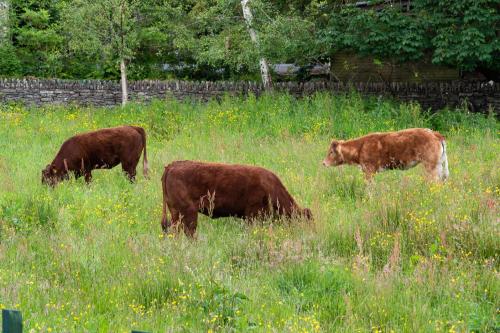 tre vacche brune che pascolano in un prato di Fado Cottage Kenmare a Kenmare