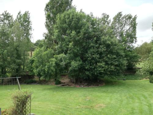 un grande albero in mezzo a un campo di La Trainelière a Les Épesses