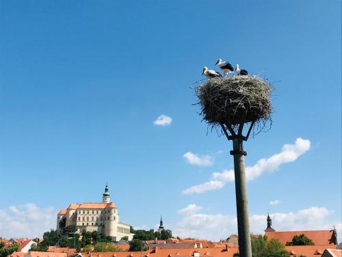 zwei Vögel in einem Nest auf einem hellen Mast in der Unterkunft Penzion Čáp in Mikulov