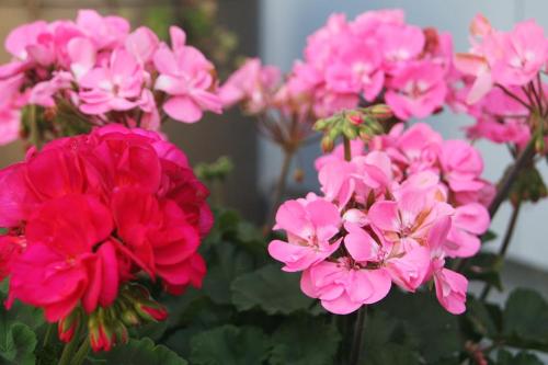 un ramo de flores rosas en una olla en Gartenzimmer, en Rubigen