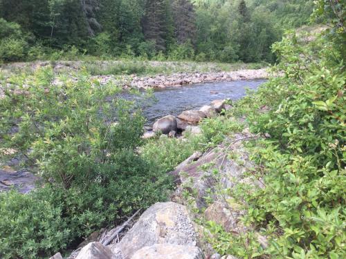 un río con rocas y árboles en un campo en Chalet Saint-Thomas, en L'Anse-Saint-Jean