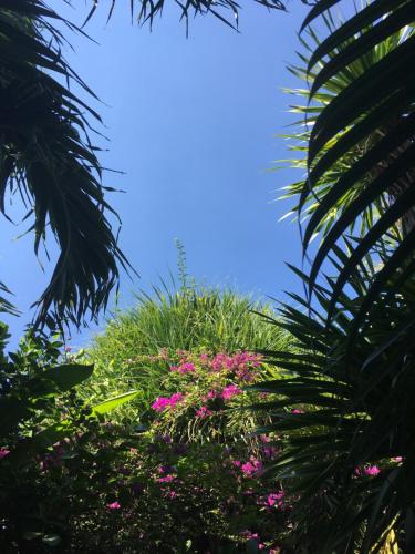 un cielo azzurro con fiori rosa e palme di Gili Nyepi a Gili Trawangan