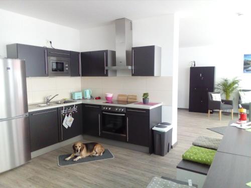 a dog laying on a mat in a kitchen at Hostel am Ostentor in Regensburg