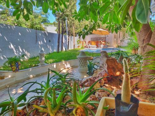 a garden with cacti and plants in a yard at Villa Sidi Bou Said in Sidi Bou Saïd