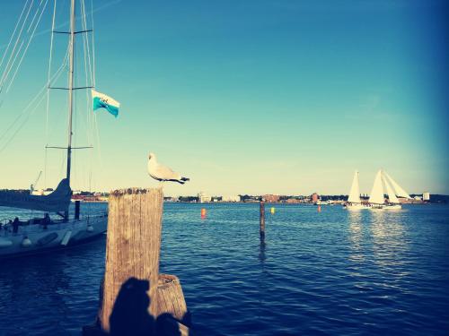 een meeuw op een paal in het water met boten bij Ferienwohnung Drabinski in Kiel