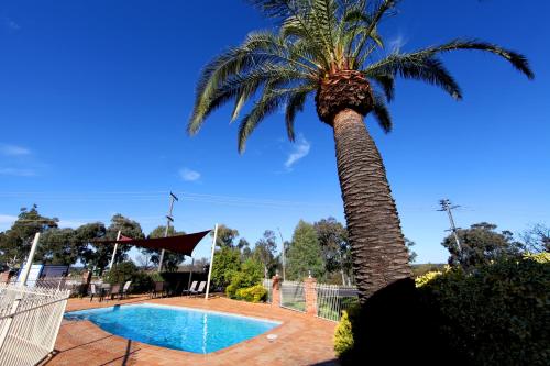 a palm tree next to a swimming pool at Abel Tasman Motor Inn in Dubbo