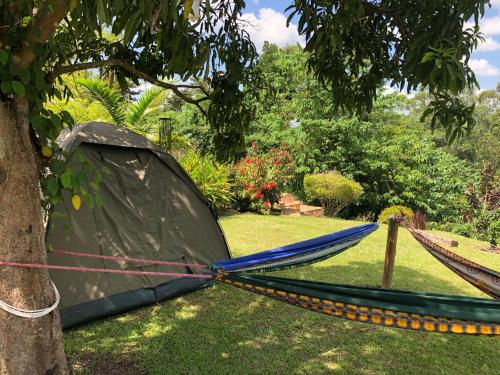 uma tenda amarrada a uma árvore na relva em Nile it Resort em Jinja