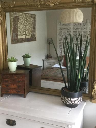 - une chambre avec un miroir et une plante en pot dans l'établissement Bambu Cottage, à Newquay