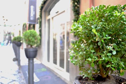 een plant in een pot aan de zijkant van een gebouw bij Ecumano Space in Napels