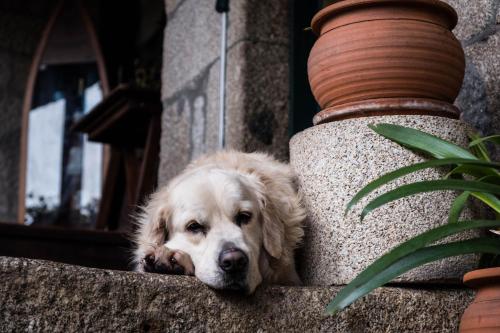 un cane steso sul cornicione di un edificio di Casa de Louredo a Paredes