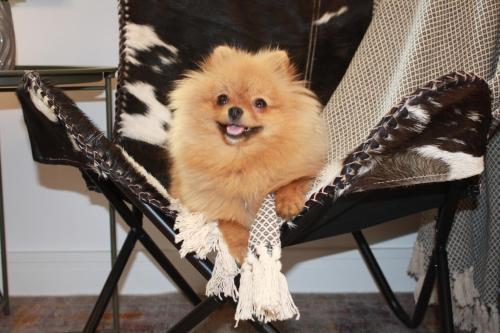 un perro pequeño está sentado en una silla en habitat The River Apartment, en Ruse