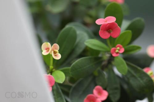 um grupo de flores cor-de-rosa numa planta em Shanghai Cosmo World Union Service Apartment em Xangai