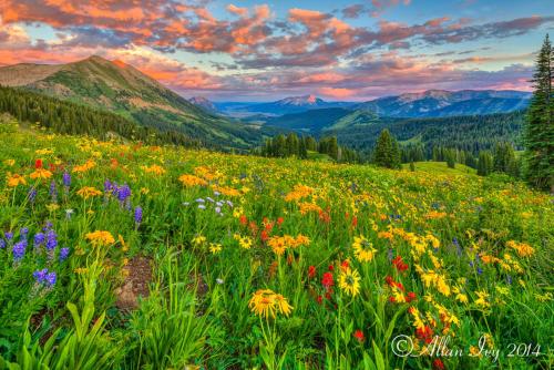 a field of flowers on a hill with mountains at Alpine Inn & Suites Gunnison in Gunnison