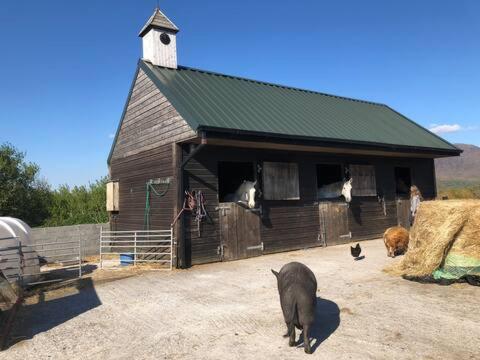 Hewan peliharaan yang menginap dengan tamu di Heatherhill Farm Cottage in Letterfrack beside Connemara National Park