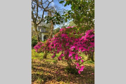 Quinta biológica, com vista, na Serra de Sintra के बाहर एक बगीचा