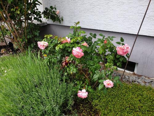 een tuin met roze rozen voor een gebouw bij Pension Boitz in Rust