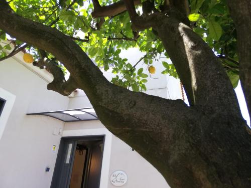 a tree in front of a building with a door at B&B Guest Armonie in Torre del Greco