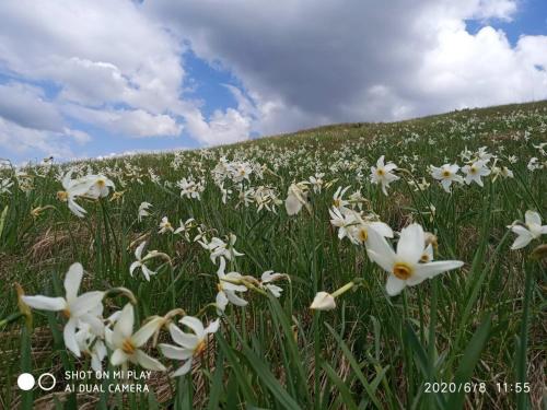 ein Feld weißer Blumen im Gras in der Unterkunft Zelena Dacha in Drahobrat