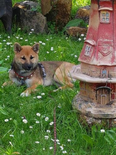 een hond in het gras naast een brandkraan bij Ferienwohnung Baacke in Ruhla