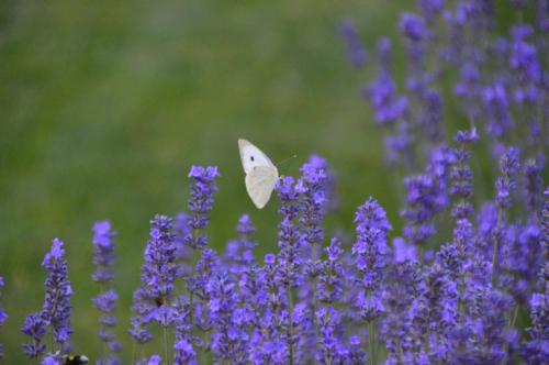 ein weißer Schmetterling, der auf lila Blumen sitzt in der Unterkunft Hotel Harka in Harkány