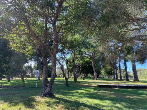 ein Park mit einem Baum im Gras in der Unterkunft Camp Elim in Forster