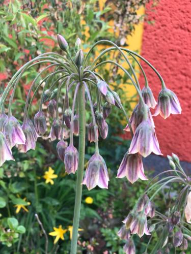 Une bande de fleurs violettes suspendues à une plante dans l'établissement Ferienwohnung Gürth, à Kleinhennersdorf