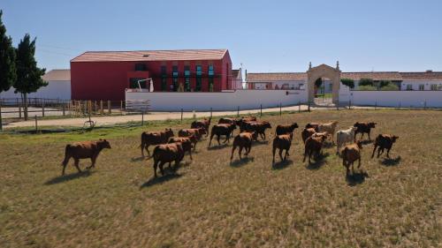 Animales en la estadía rural o alrededores