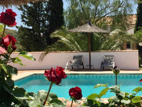 een zwembad met 2 stoelen en een parasol en rozen bij Cortijo Valverde Alora in Alora